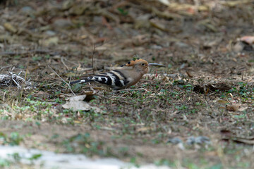 Common hoopoe (Eurasian hoopoe) eating earthworm