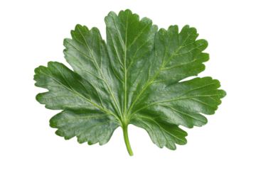 Gooseberry Leaf Detail: A close-up shot showcasing the intricate details of a single gooseberry leaf, highlighting its vibrant green color, textured surface, and unique lobed shape.