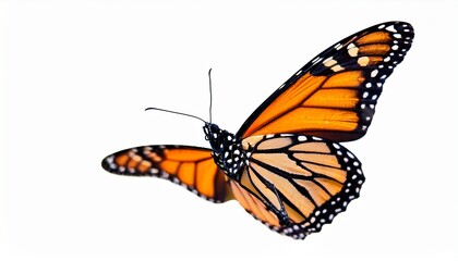 isolated orange monarch butterfly in flight macro white background spring summer vertical horizontal close up top view side view generative ai