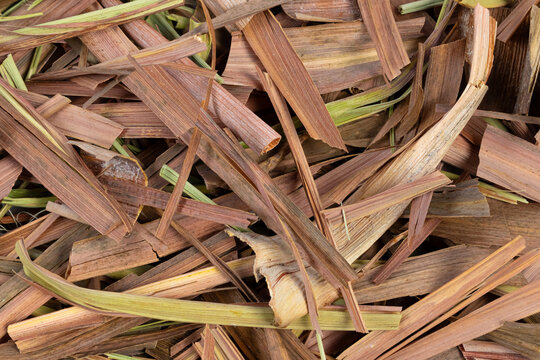 Dried plant surface of ca&ntilde;a santa (Cymbopogon citratus), aromatic herb, close-up