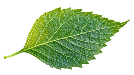 Obraz premium Vibrant Green Leaf: An intricate shot of a single, lush green leaf, showcasing its intricate veins and delicate textures. It's a celebration of nature's intricate design