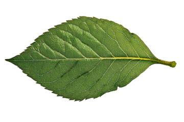 Obraz premium Emerald Vein: A detailed studio shot of a vibrant, emerald-green leaf, showcasing its intricate veins and textured surface. A testament to nature's artistry.