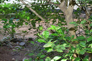 Branches of green lime tree with ripe fruits growing in orchard on summer day. Fresh oranges are hung from trees at an orange orchard with with Bokeh background. green fresh lime in dark lime tree