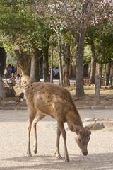 Relaxing Deer in Nara Park