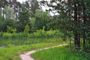 Obraz premium A path through a lush green forest in the summer going to the right