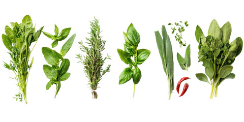 Culinary Herb Assortment: A vibrant collection of fresh culinary herbs, including basil, rosemary, thyme, sage, oregano, parsley, and a touch of chili pepper.