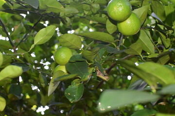 Branches of green lime tree with ripe fruits growing in orchard on summer day. Fresh oranges are hung from trees at an orange orchard with with Bokeh background. green fresh lime in dark lime tree