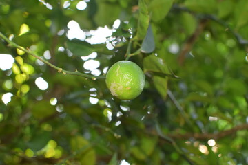 Branches of green lime tree with ripe fruits growing in orchard on summer day. Fresh oranges are hung from trees at an orange orchard with with Bokeh background. green fresh lime in dark lime tree