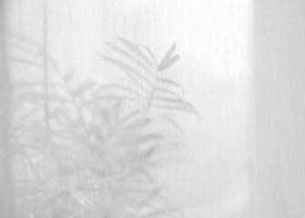 Sunlight on curtain, blurred shadow tulle background, sheer curtains, silk veil fabric