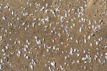 Shells in sand texture background. Seashell on sandy beach nature pattern, ocean dune clams in sunny day