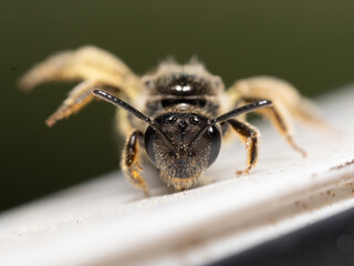 Abeille sauvage Lasioglosse non identifiée (Lasioglossum spec.)