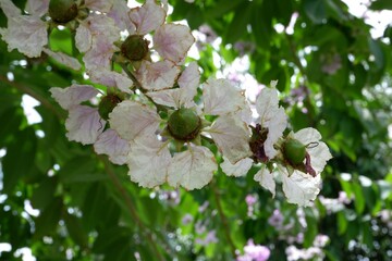 Pride of India or Lagerstroemia speciosa in a public park	