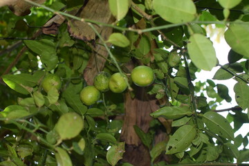 Branches of green lime tree with ripe fruits growing in orchard on summer day. Fresh oranges are hung from trees at an orange orchard with with Bokeh background. green fresh lime in dark lime tree