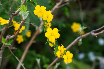 黄色が鮮やかなヤマブキの花