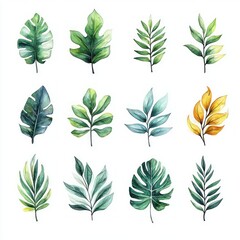 Watercolor Tropical Leaves Illustration Collection with Monstera Banana Palm for Wedding Invitations Prints and Decor