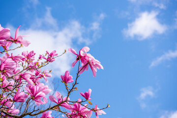 Pink magnolia with blue and green background in Vancouver, Canada, North America. © karamysh