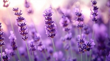 Obraz premium Purple Lavender Flowers Blooming in Summer with Good Fragrance for Relaxation
