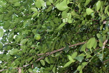 Branches of green lime tree with ripe fruits growing in orchard on summer day. Fresh oranges are hung from trees at an orange orchard with with Bokeh background. green fresh lime in dark lime tree