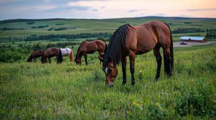 Horses grazing on a hillside meadow at sunset