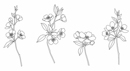 Elegant Flower Branch Outline Drawing Illustration for Botanical Design Projects