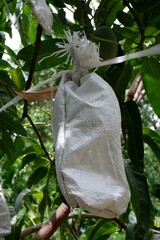 Mango wrapped in net bag to prevent the insects 