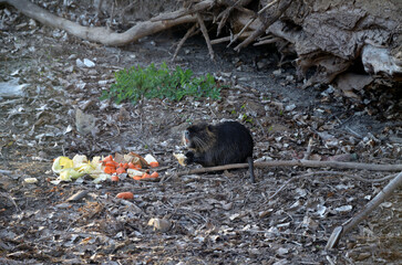 nutria eats bread(Myocastor coypus)