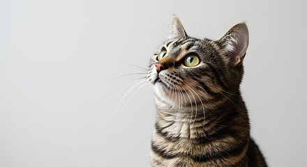 Obraz premium Curious cat looking up, isolated on white background