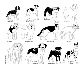 Dogs of different breeds in black and white sketch style
