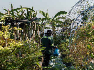 Farmer watering in Urban Farm landscape on top of a building