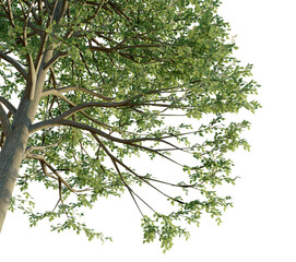 Alnus glutinosa tree corner cutout isolate background transparent