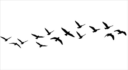 Minimal black bird silhouettes in flight with clean outlines