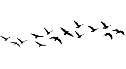 Minimal black bird silhouettes in flight with clean outlines