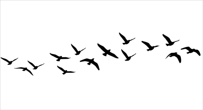 Minimal black bird silhouettes in flight with clean outlines