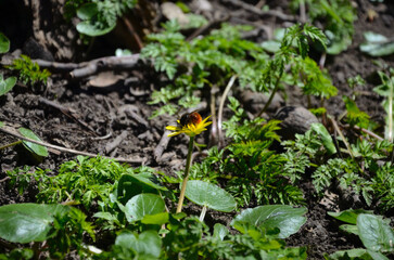 Bumblebee on a flower
