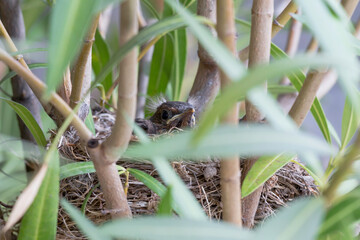 Baby blackbird in the nest 14 days old