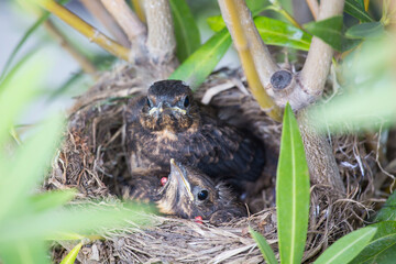 Baby blackbird in the nest 14 days old