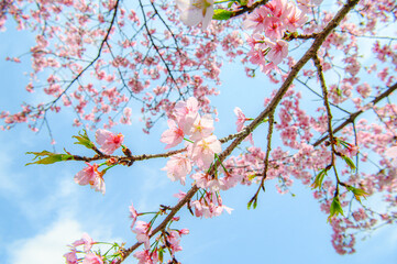 美しい桜