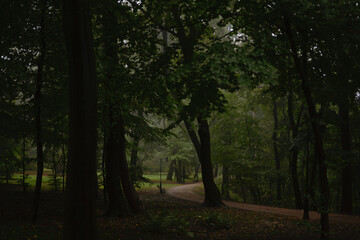 Serene Pathway Through a Misty Forest with Lush Greenery