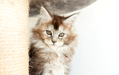 Gray maine kitten portrait close up at home