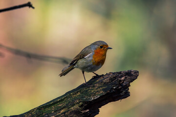 Close-up of bird perching on branch.