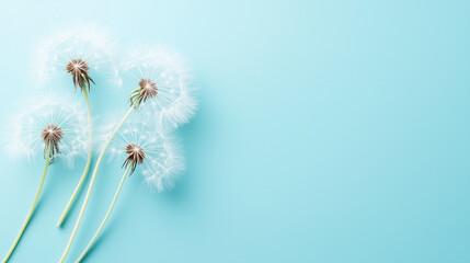 Three dandelion seed heads with stems arranged in a row on a pastel blue background.