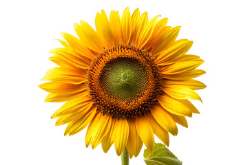 Obraz premium sunflower isolated on white