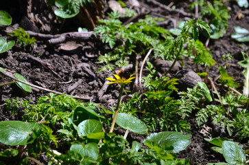 Bumblebee on a flower
