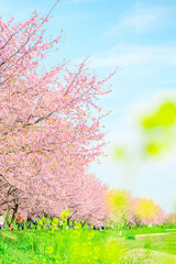  3月の北浅羽桜堤公園 