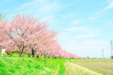  3月の北浅羽桜堤公園 