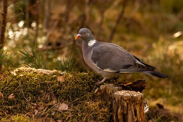 Wood pigeon foraging on a mossy forest floor, surrounded by lush greenery and soft natural light