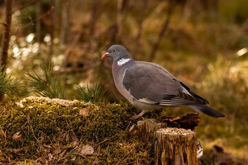 Wood pigeon foraging on a mossy forest floor, surrounded by lush greenery and soft natural light