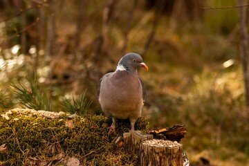 Wood pigeon foraging on a mossy forest floor, surrounded by lush greenery and soft natural light