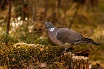 Wood pigeon foraging on a mossy forest floor, surrounded by lush greenery and soft natural light