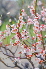 Pink plum blossoms on the branches